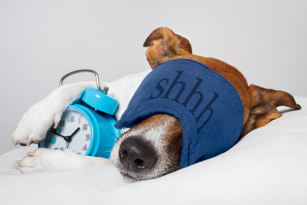 How To Help A Dog Not Sleeping At Night Dog Restless At Night