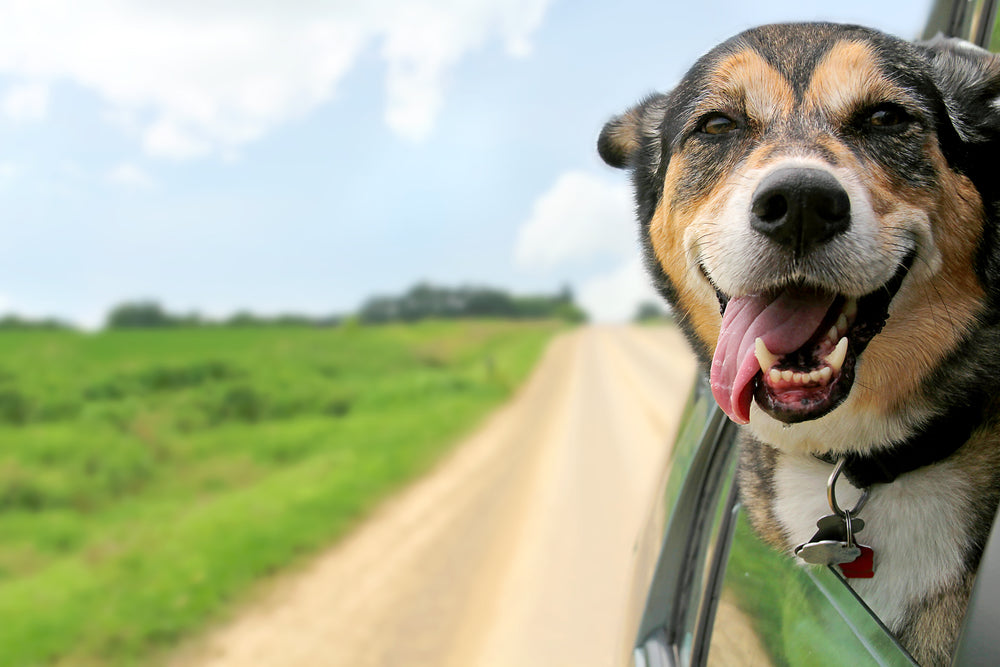 8 Signs How To Tell If Your Dog Is Happy