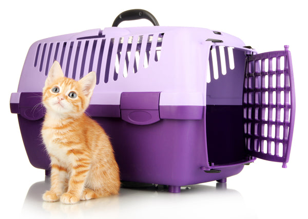 How to Travel With a Cat In the Car - Road Trip With Pets