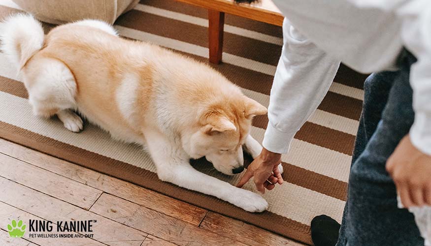 How to Treat an Itchy Dog at Home with Natural Remedies