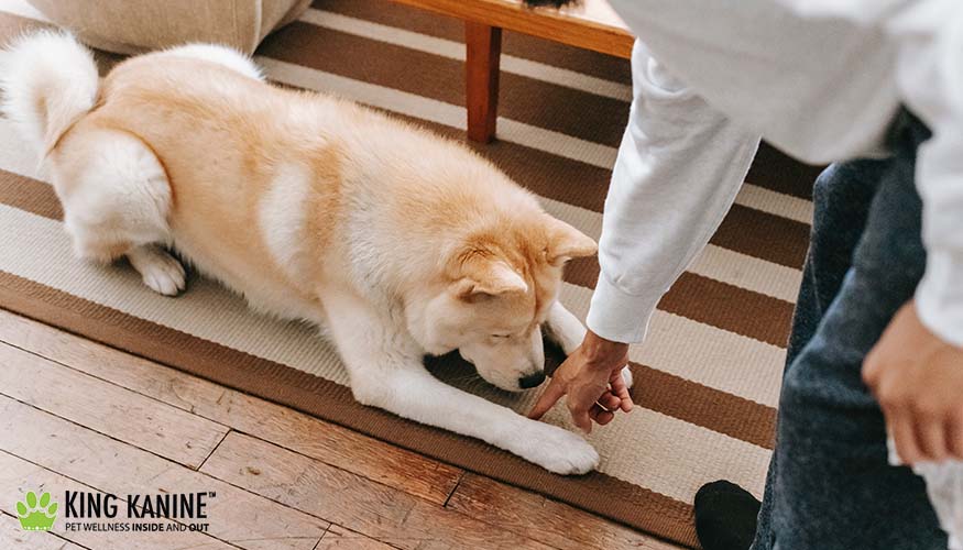 Itchy dog home remedy 2025