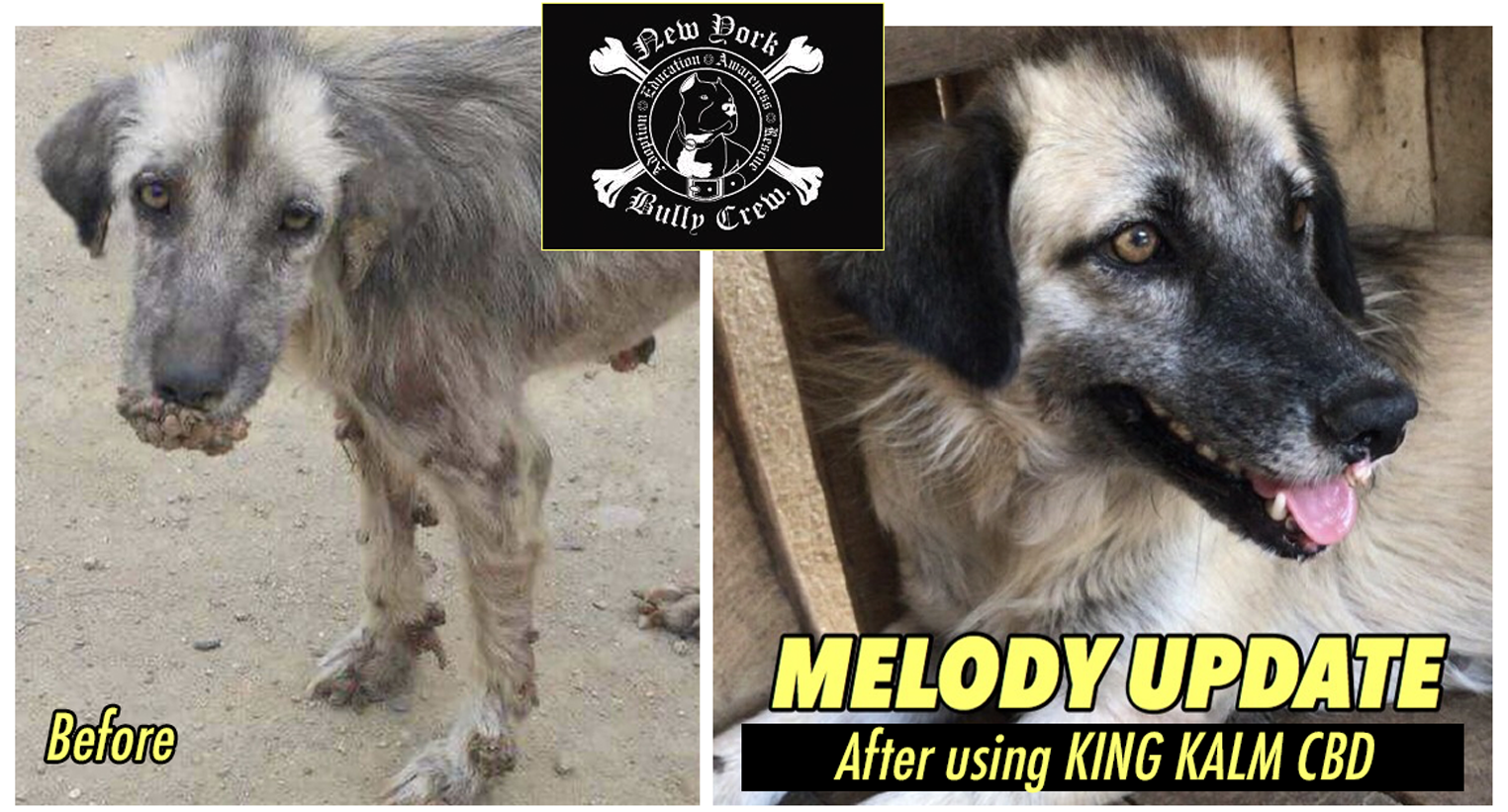 KING KALM CBD Working So Great on Rescue Dogs in Need