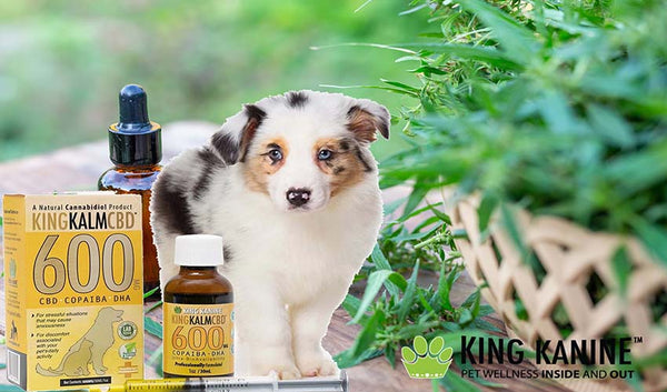 5 Things to Keep in Mind While Choosing Pet Food
