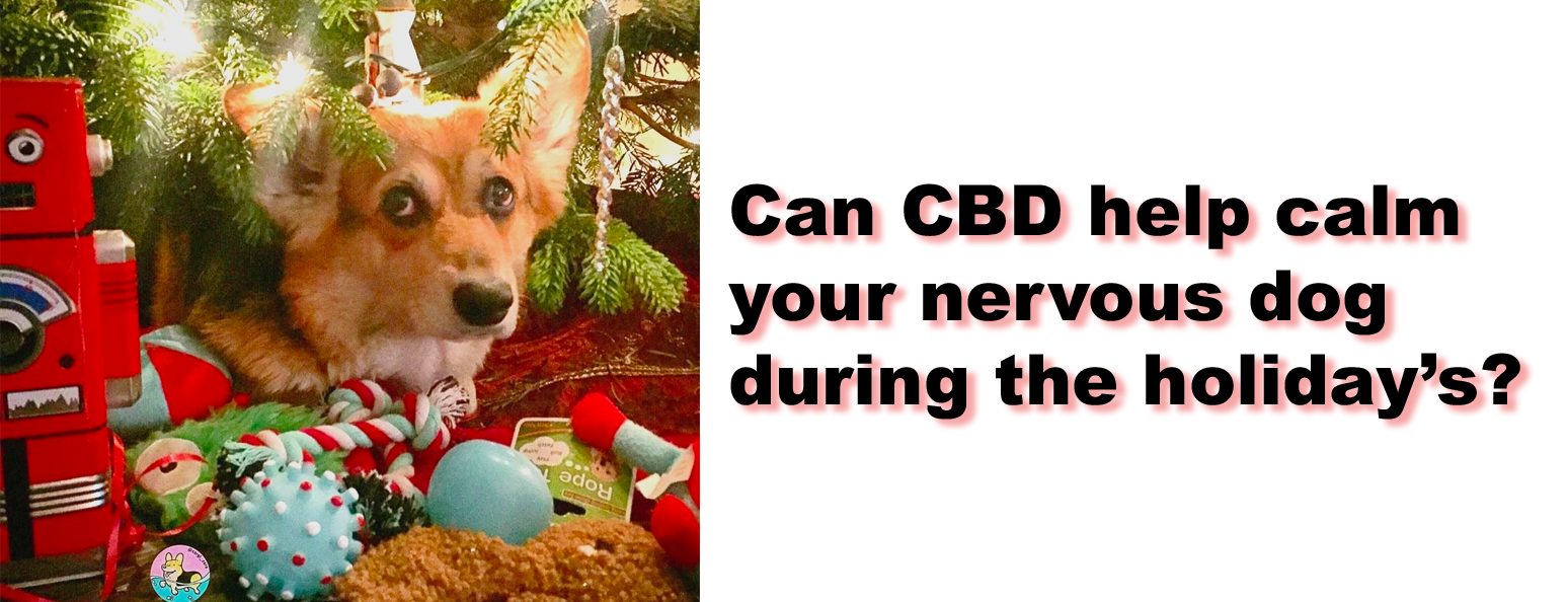 Can KING KALM CBD Calm Your Pets Hectic Holidays?