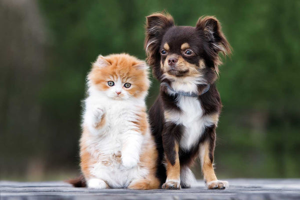 CBD Oil Safe for Pets