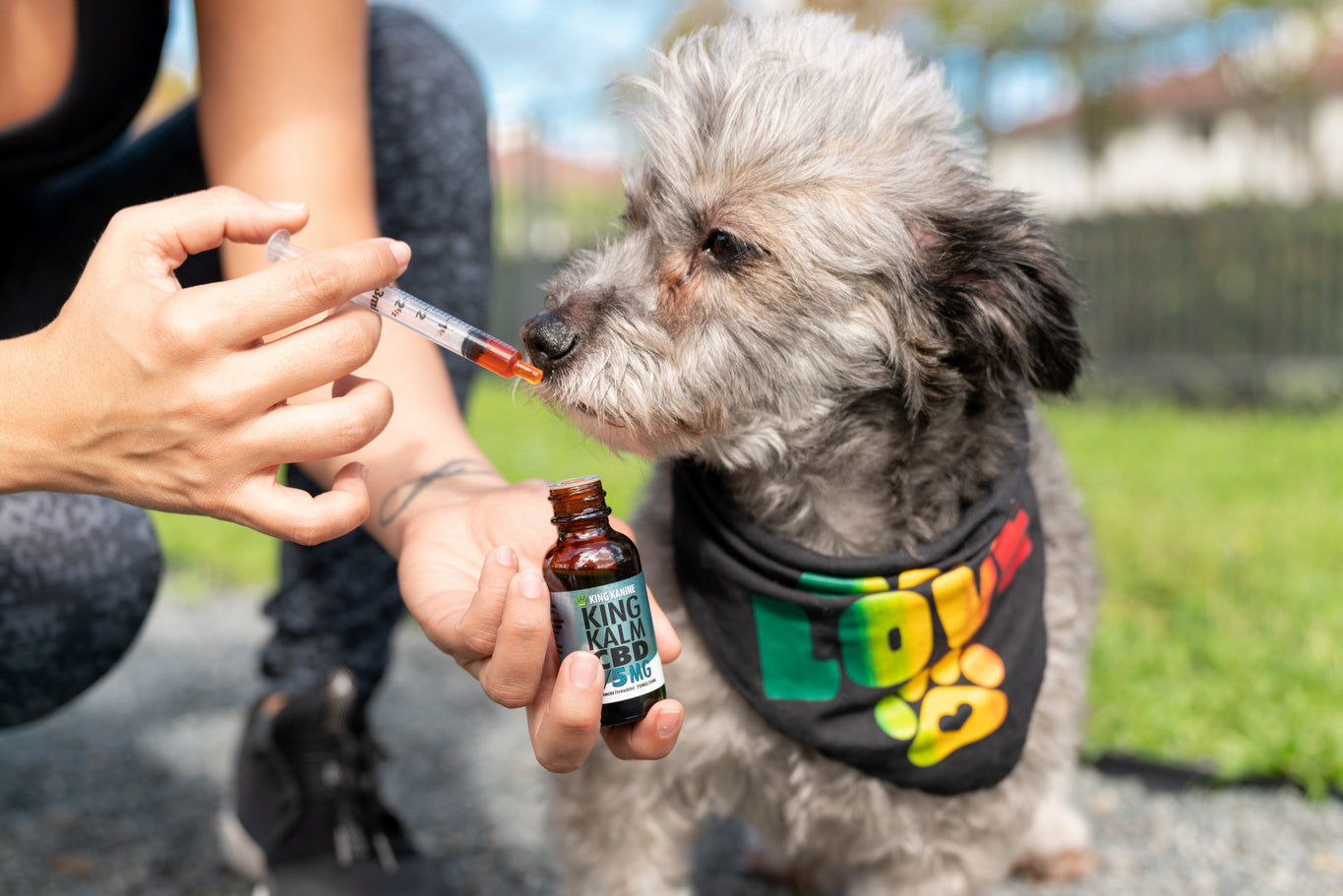 The Best CBD Products for Dogs in 2019
