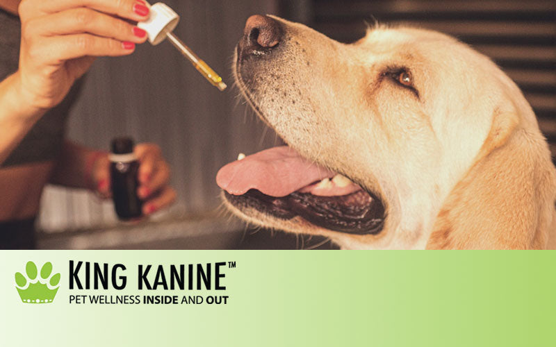 How Much CBD Oil Should I Give My Dog? | King Kanine