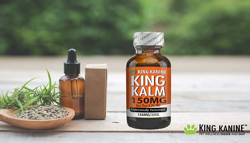 Pros and Cons of Using CBD for Dogs