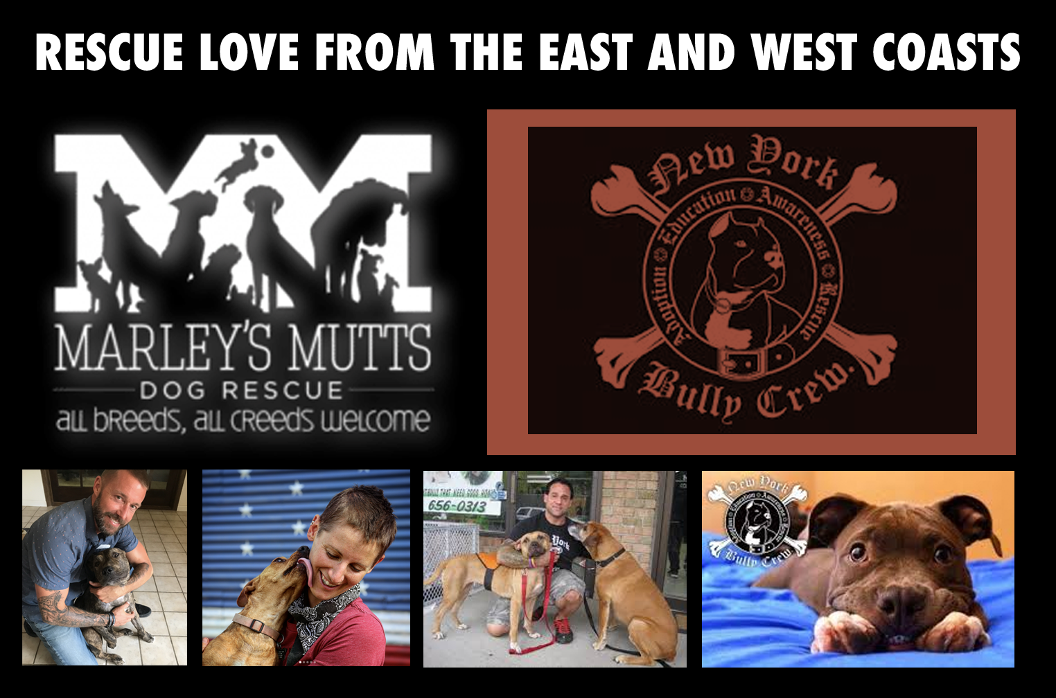 KING KANINE is Giving Back By Working With Amazing Dog Rescue Groups