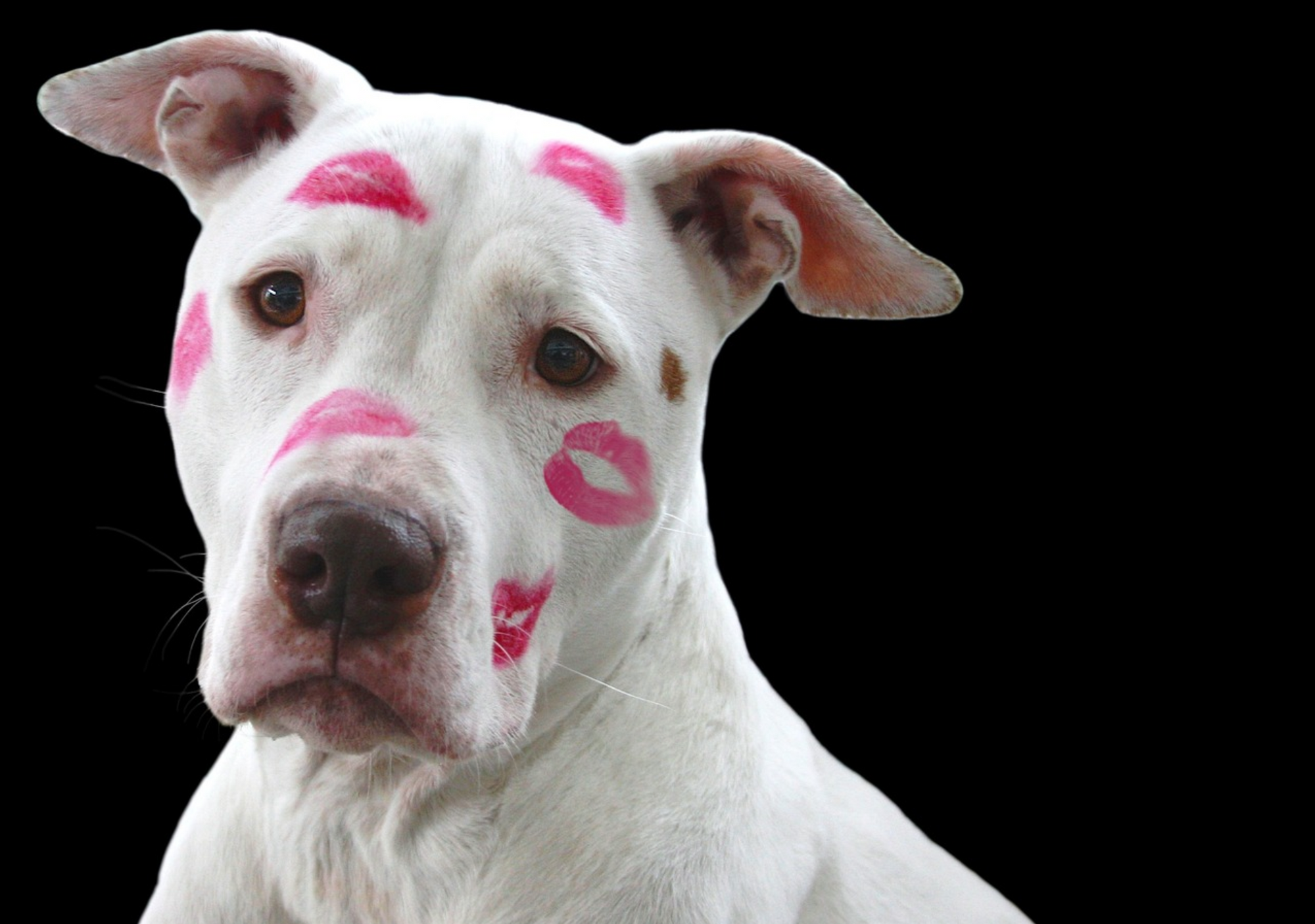 Rescue Dog Pit Bull with lipstick kisses all over his face
