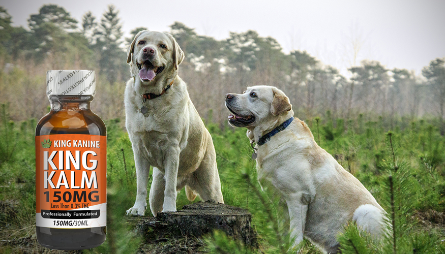 Things You Must Consider Before Using CBD for Pets