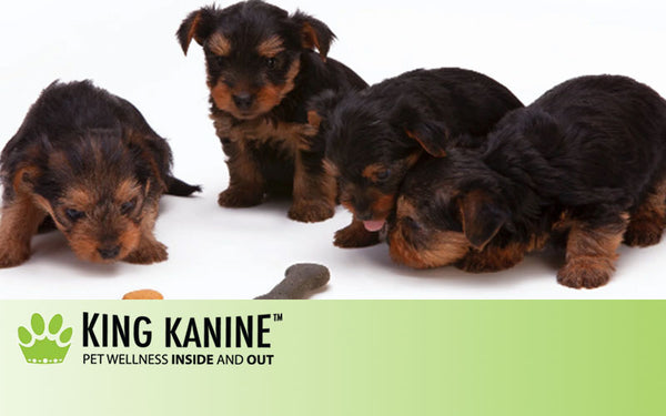 Your Guide to Buying the Best Treats for Dogs