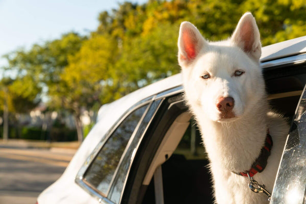 Traveling With Pets: 5 Important Tips