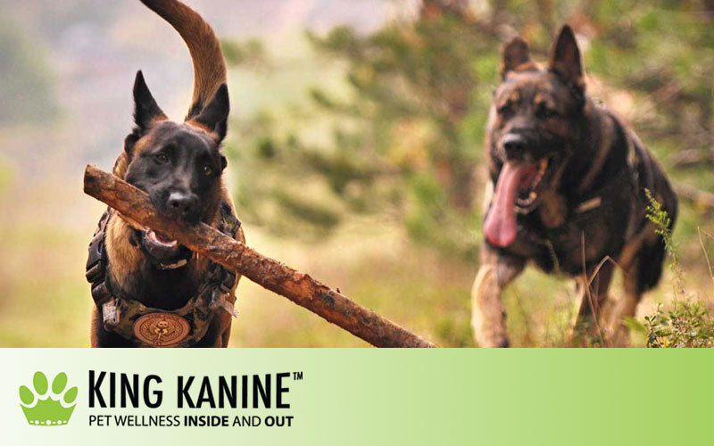 What Does CBD Oil Do For Dogs?