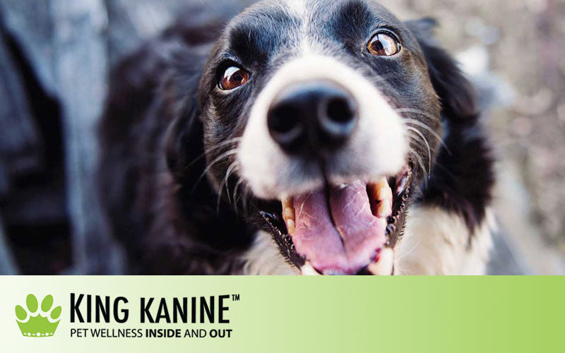 When Should I Put CBD Oil On My Dog's Skin?