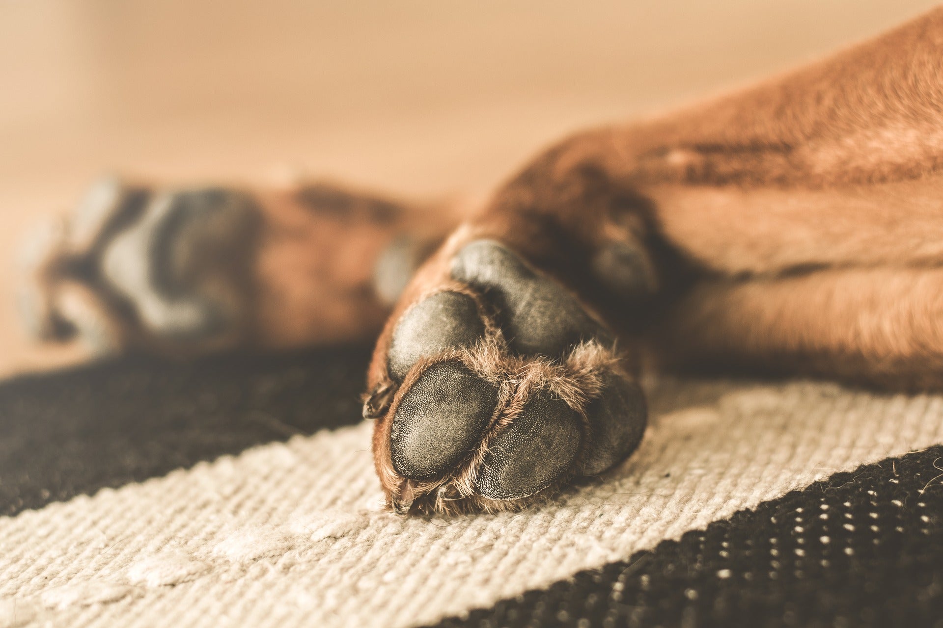 How to Clean Dog Paws