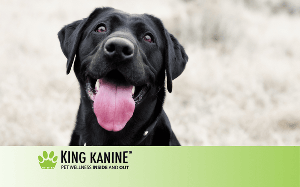 Cbd Balm For Dogs
