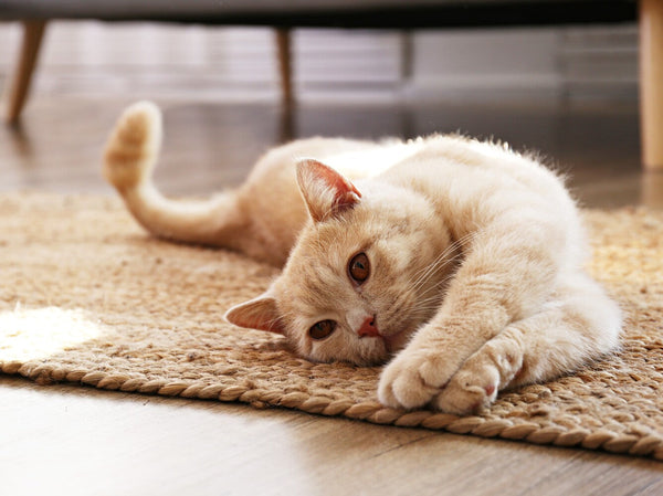 benefits of CBD for cats