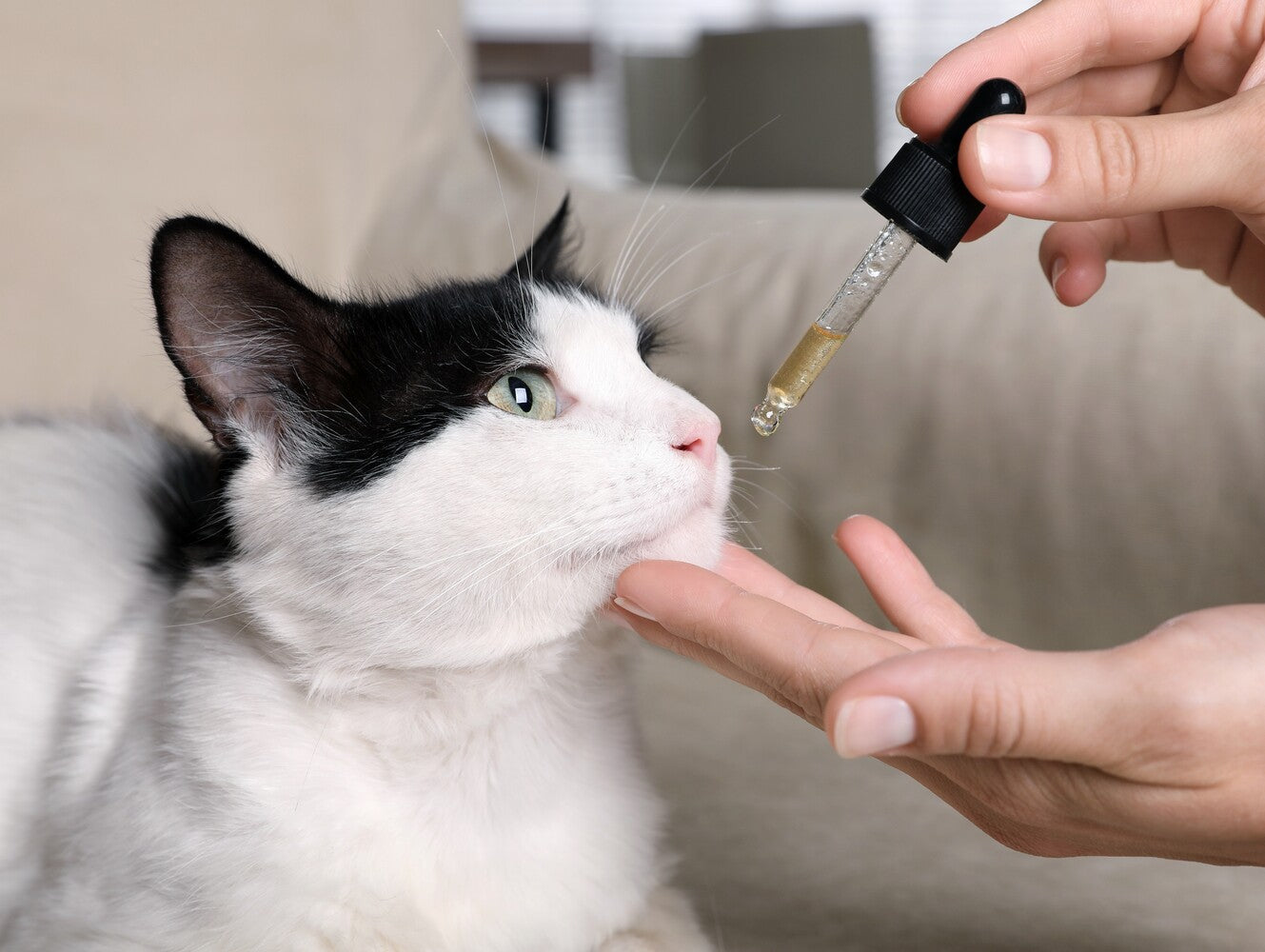 benefits of CBD for pets
