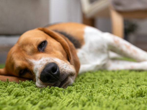 can CBD oil help with laryngeal paralysis