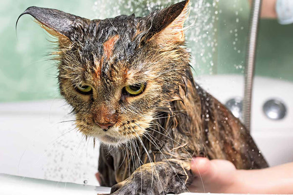 Why Cats Hate Water