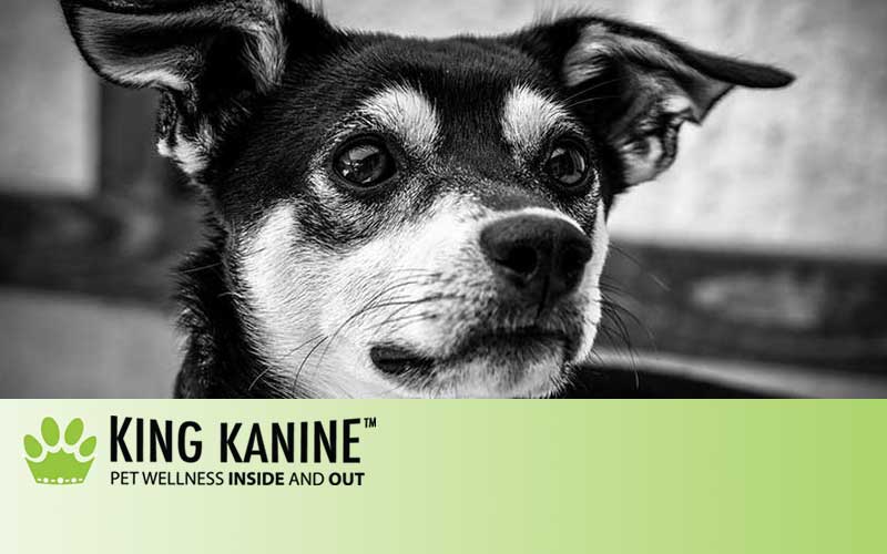 CBD for Dogs With Aggression: How It Works