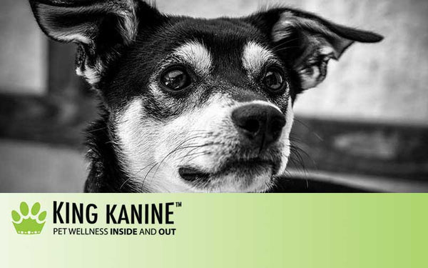 CBD for Dogs With Aggression: How It Works