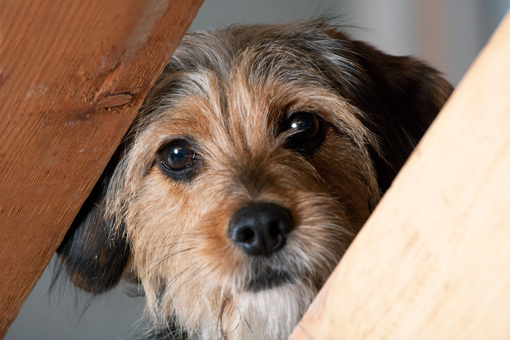 Dog Stress Symptoms That Could Be Signs Your Dog May Be Unhappy