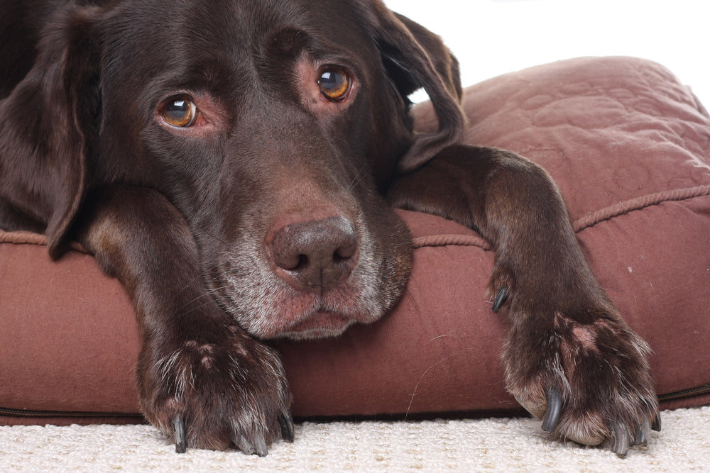 CBD Oil and Anxiety in Pets
