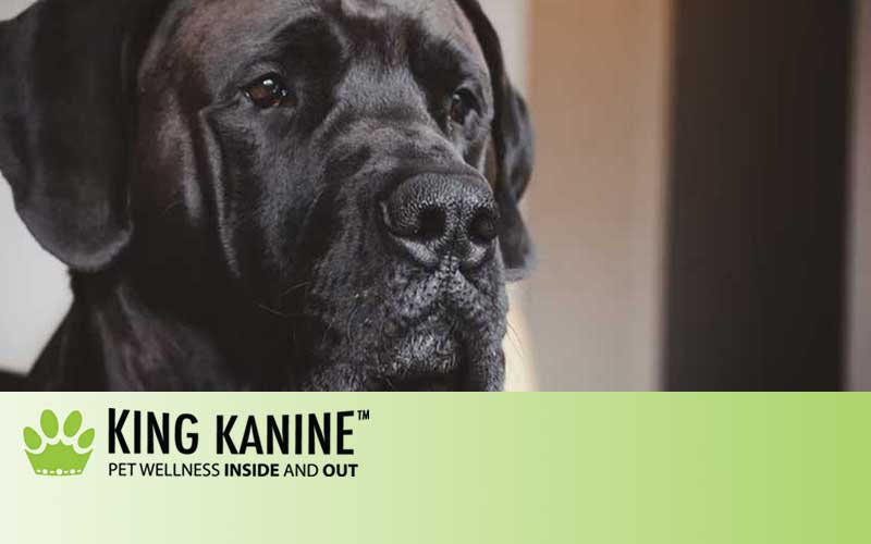 How Can CBD Oil Help Treat Dogs with Liver Issues