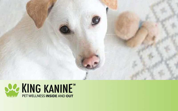 How CBD Can Help Treat Glaucoma in Dogs