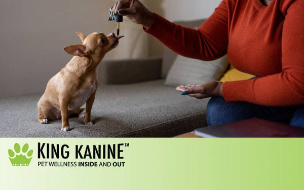 Can Dogs Have CBD? What You Need to Know