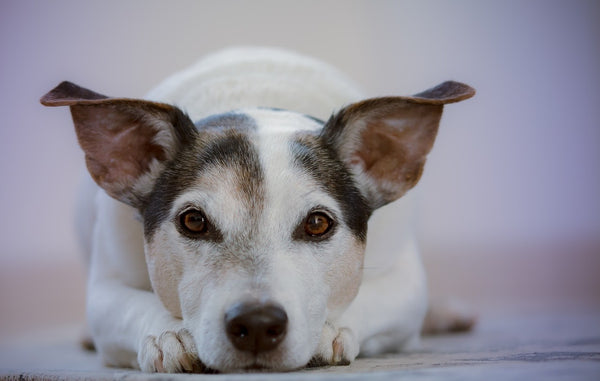 Does CBD Help Dog Tumors