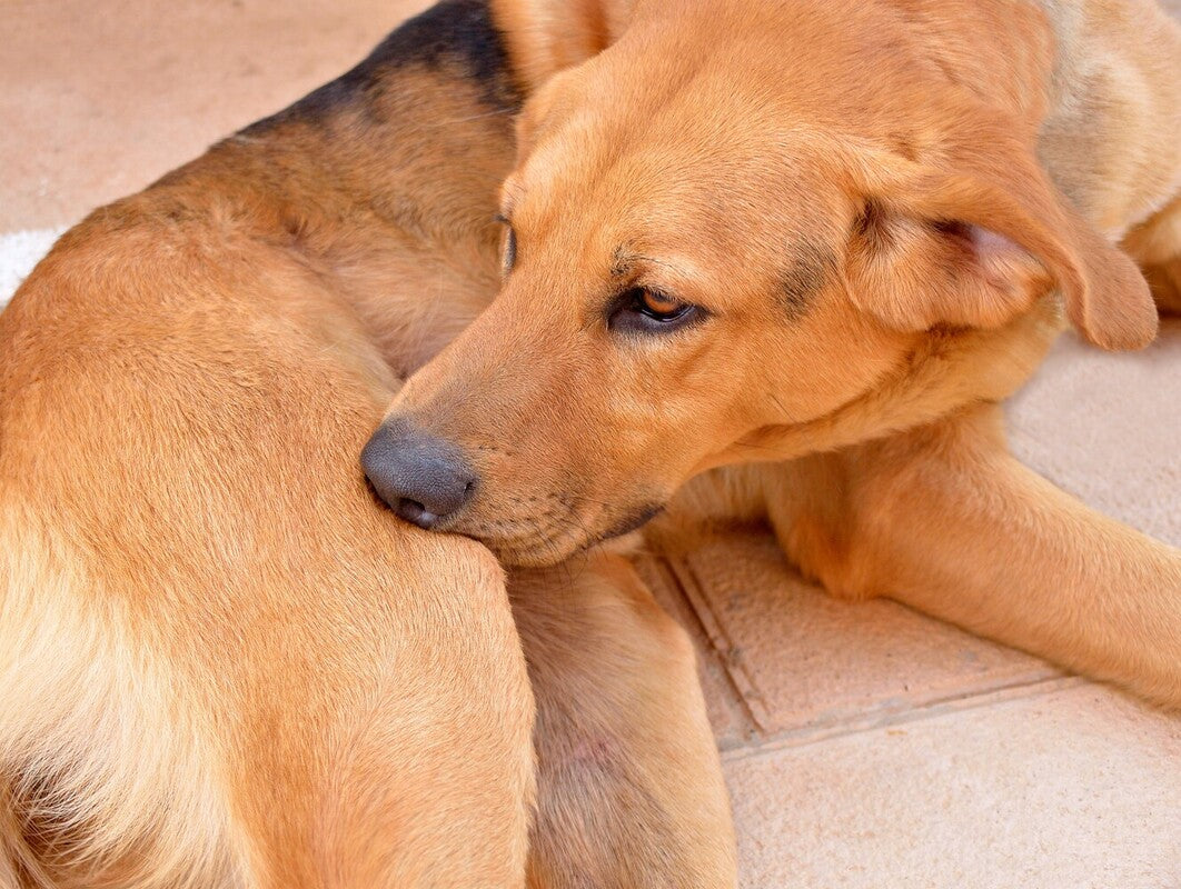 does cbd oil help dogs itchy skin