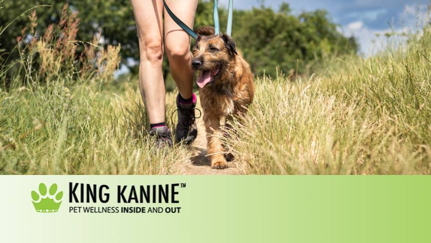 Cbd For Dogs Help With Arthritis