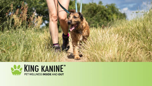 Cbd For Dogs Help With Arthritis
