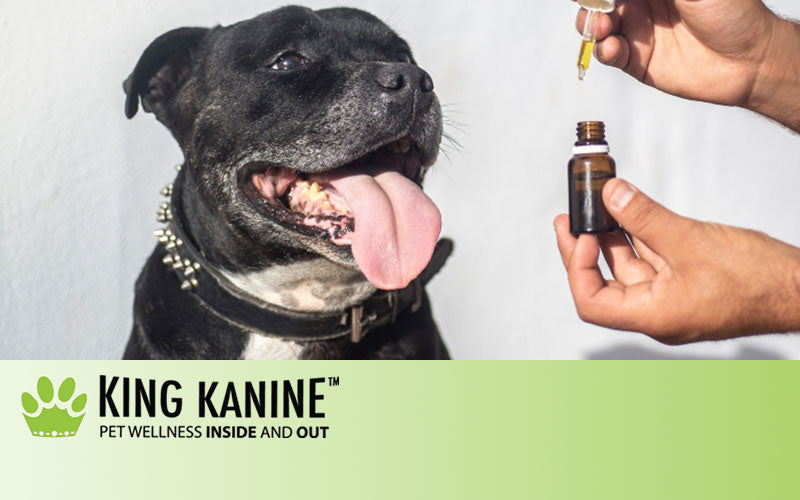 Can Cbd Oil For Dogs Be Used With Other Medications