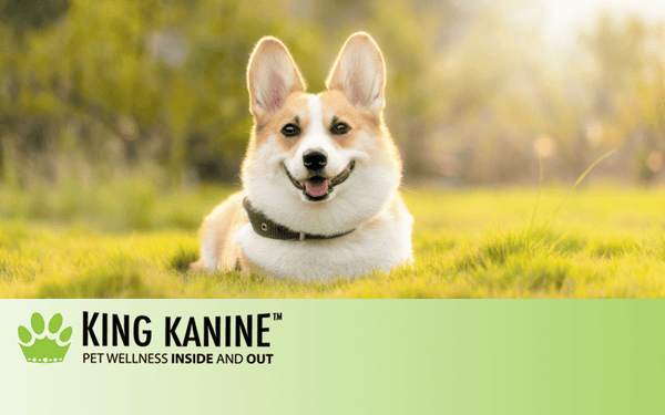 Cbd Dog With Anxiety