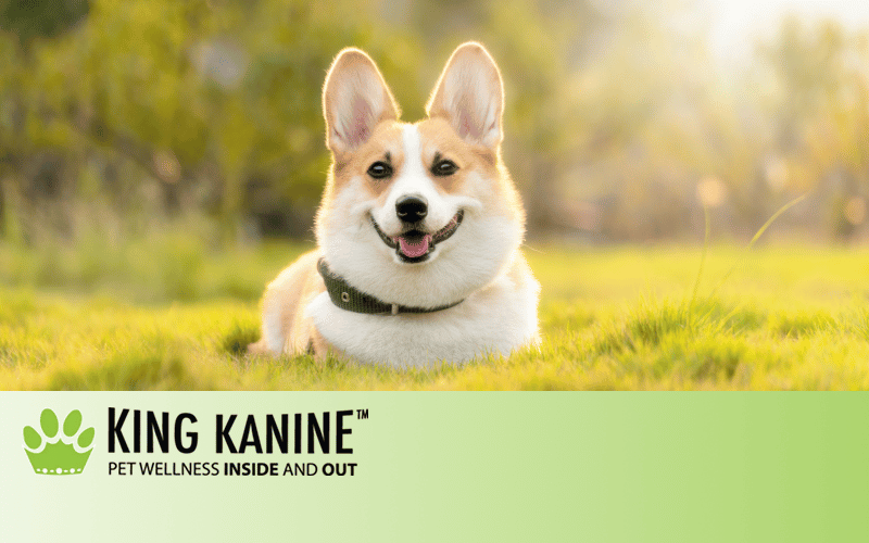 Cbd Dog With Anxiety