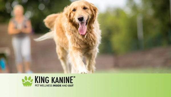 Cbd For Dog Joints
