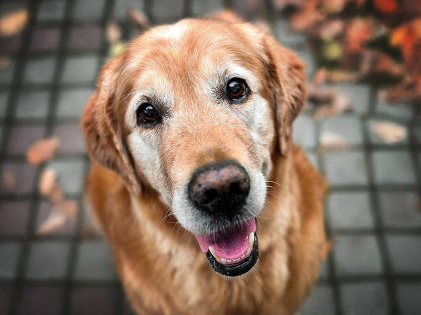 best dog CBD for calming