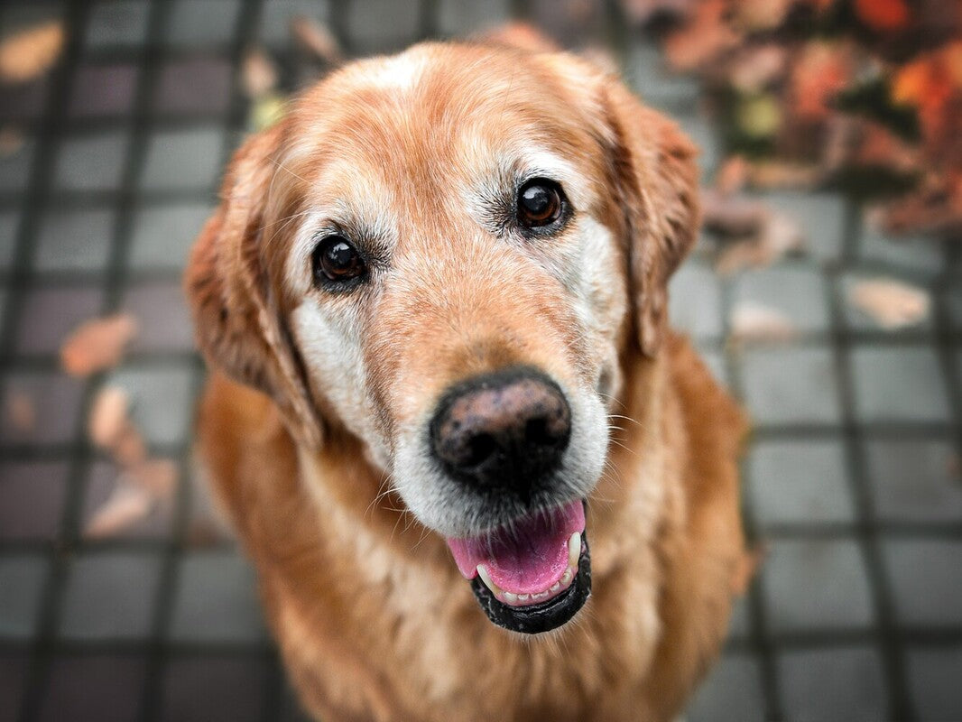 best dog CBD for calming