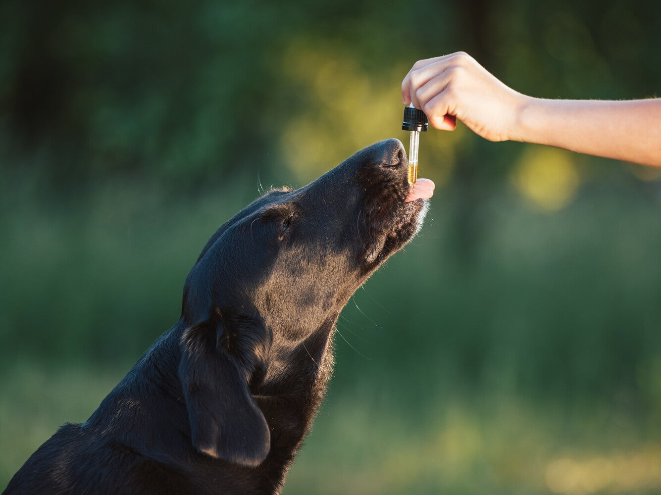 too much CBD for dogs