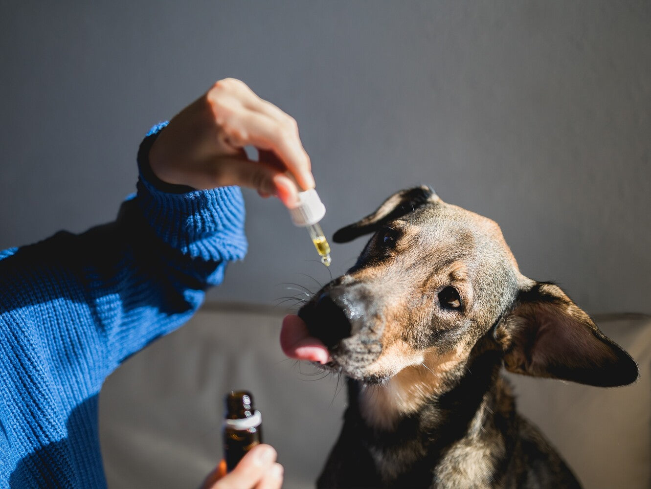 how much CBD oil for dog