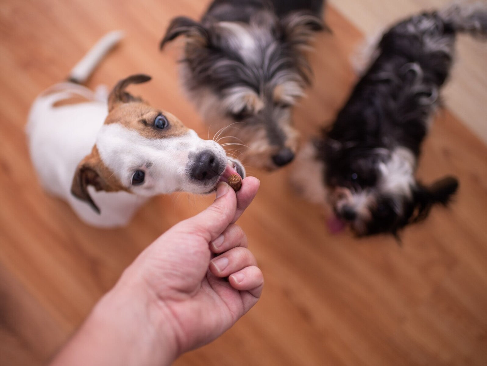 where to buy CBD dog treats for anxiety