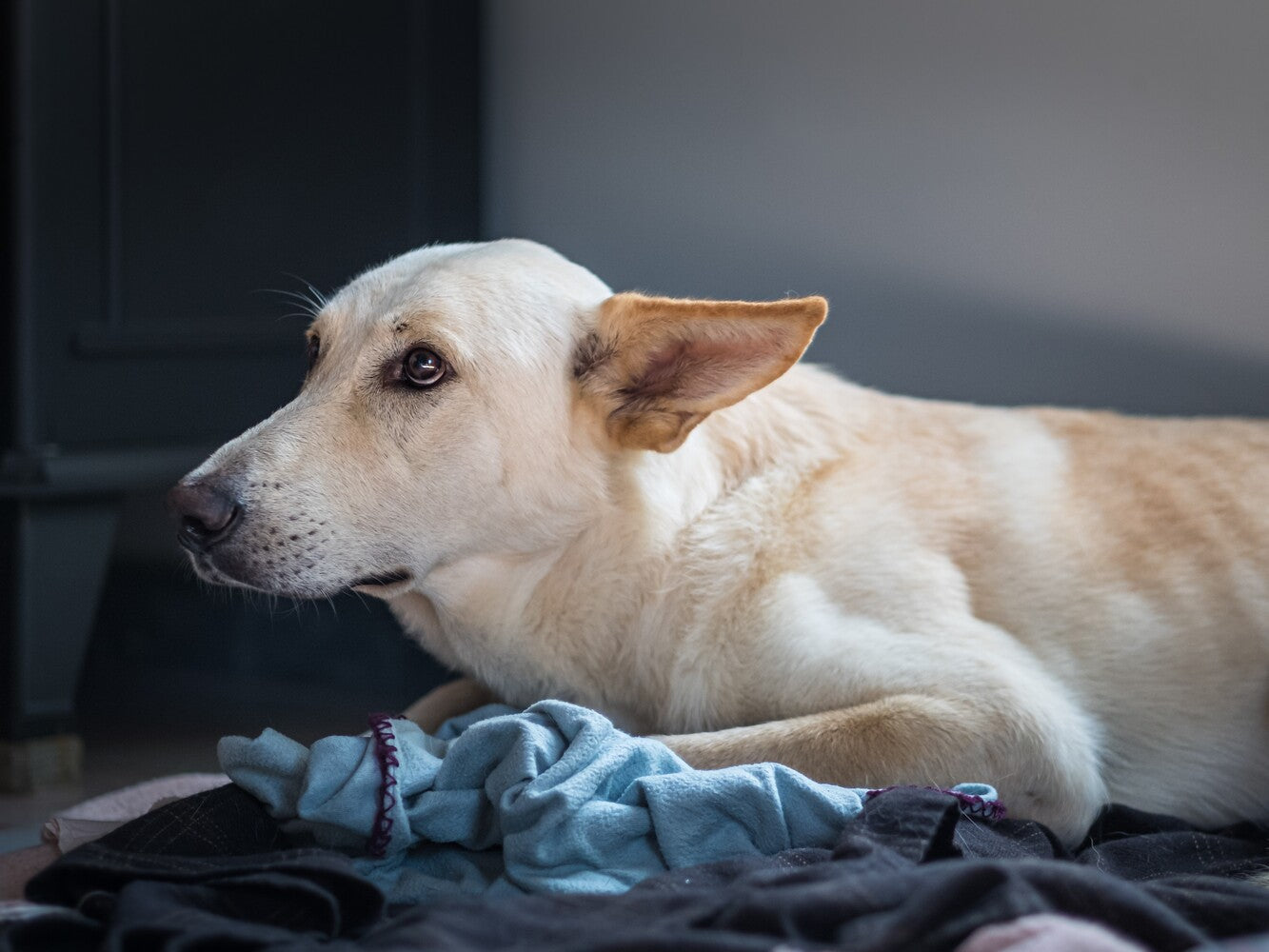 best CBD for dogs for fireworks