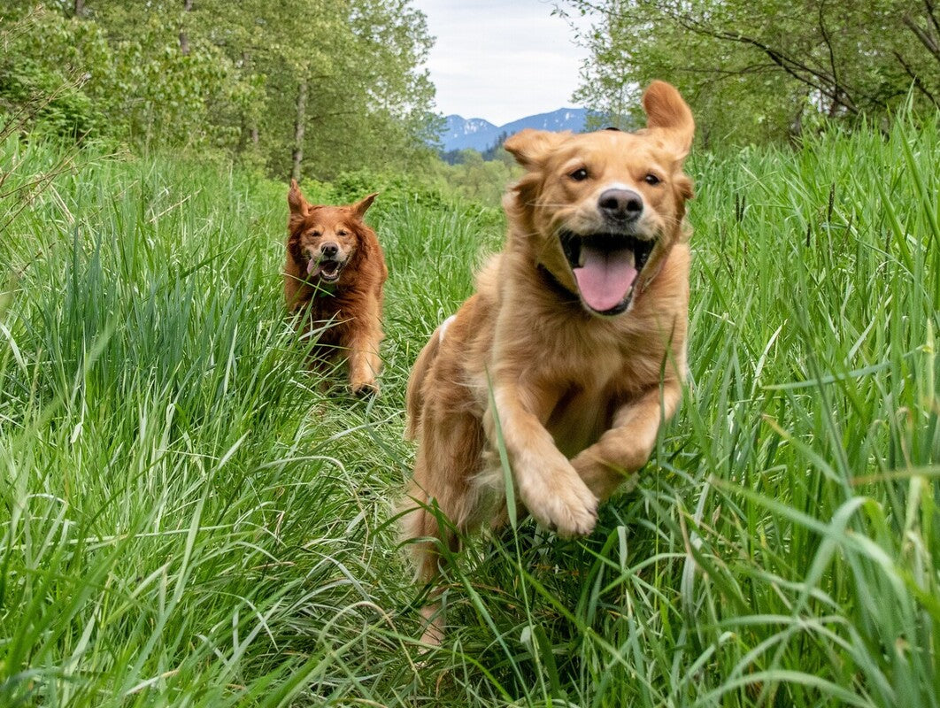 best CBD chews for hyper dogs