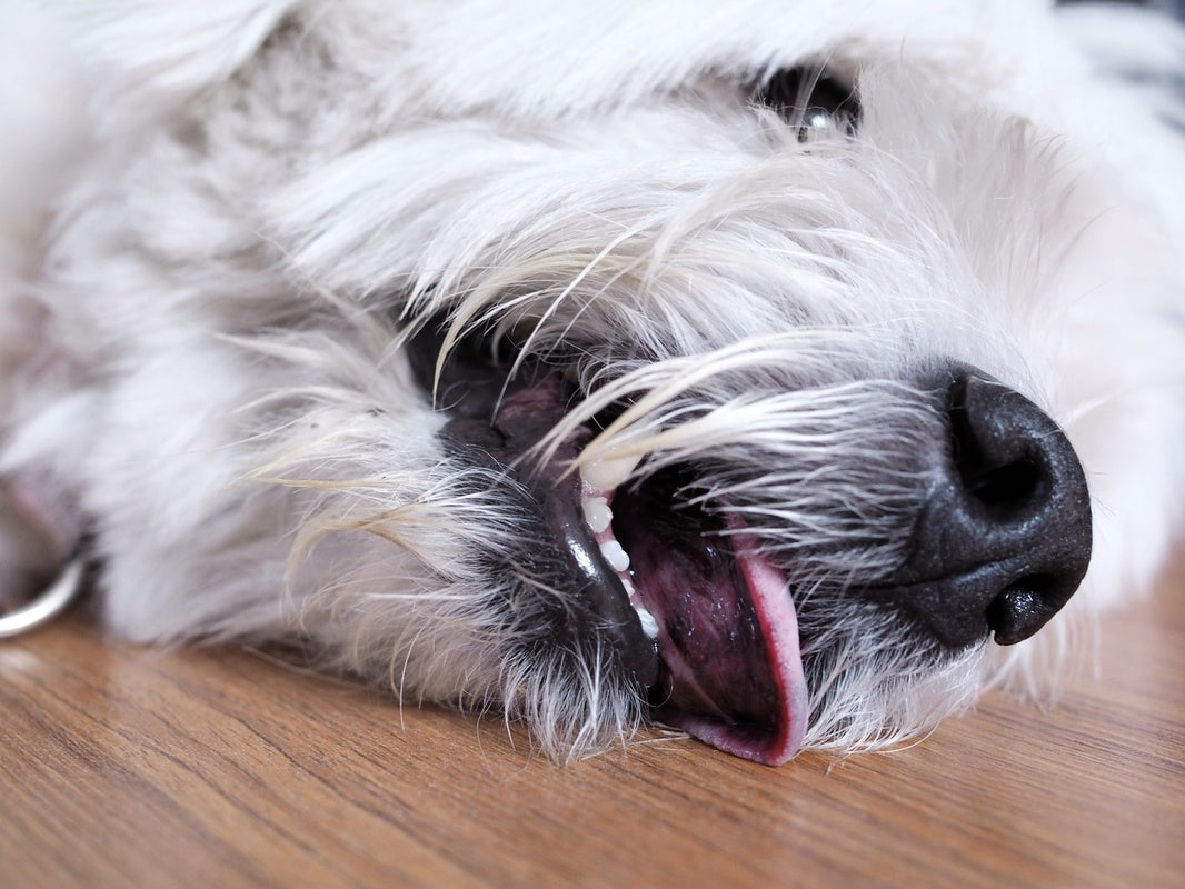 CBD dosage for dogs seizure