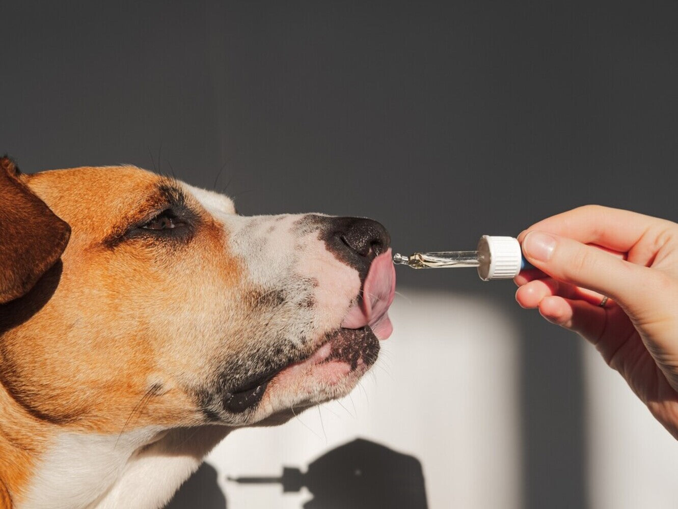 how to administer CBD oil to dogs