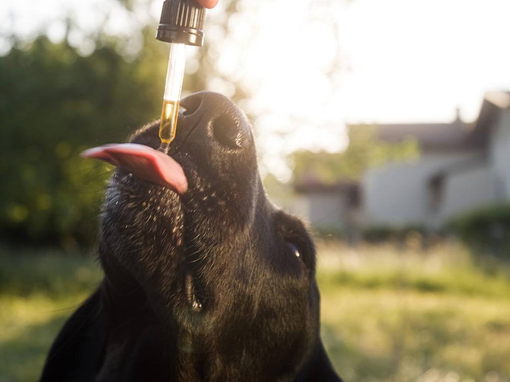 absolute best CBD for pets